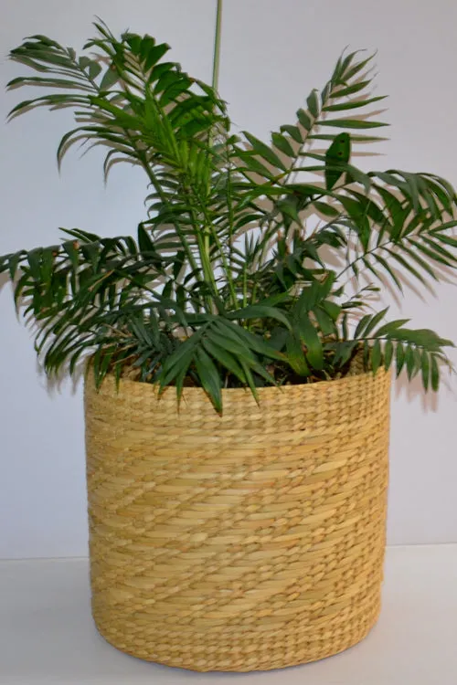 Dharini Kauna Planter Large