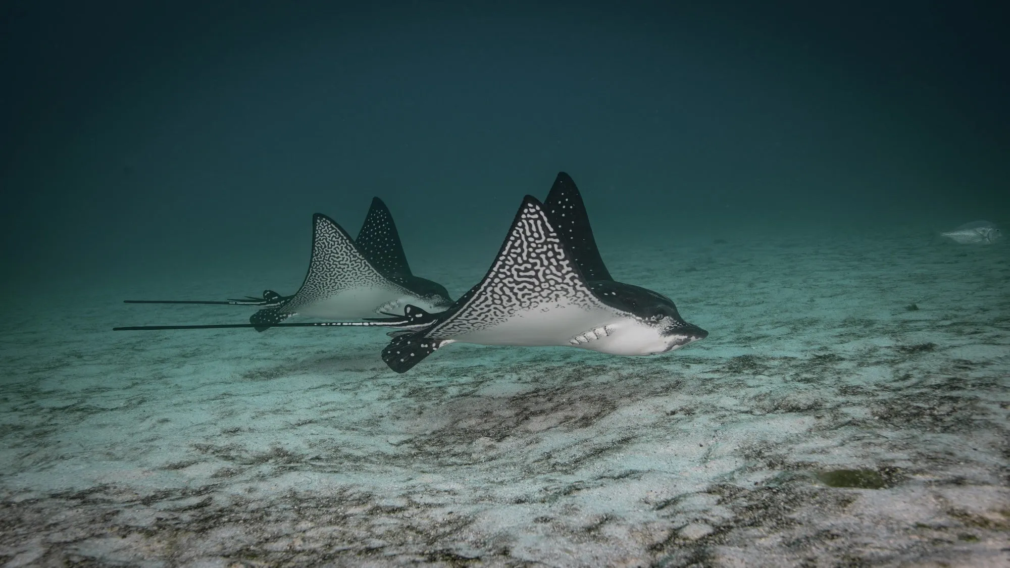 Galapagos Islands 4/26 - 5/3/2025