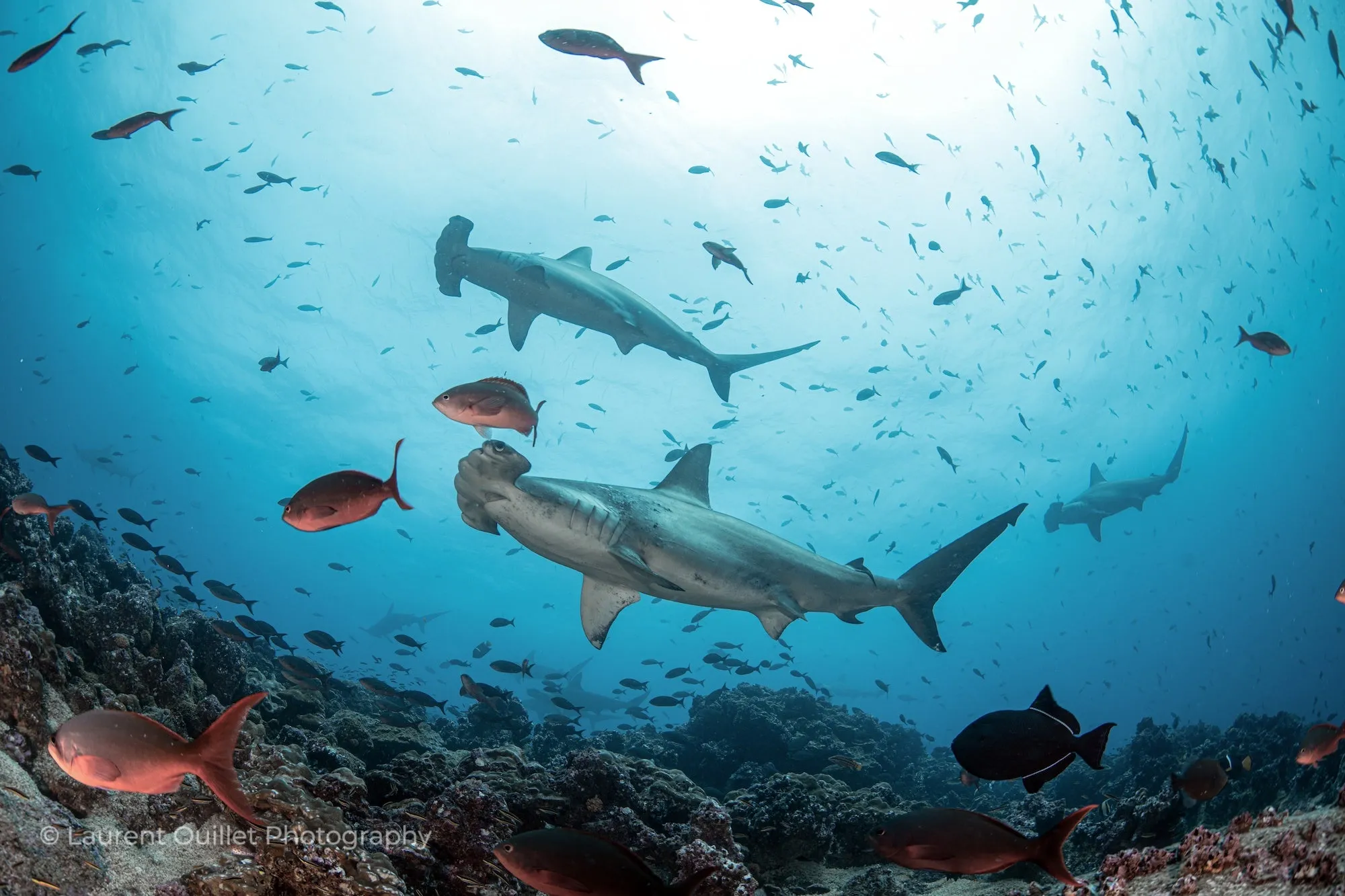 Galapagos Islands 4/26 - 5/3/2025