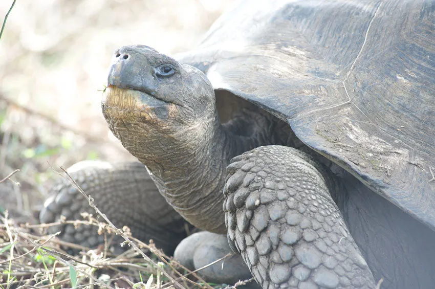 Galapagos Islands 4/26 - 5/3/2025