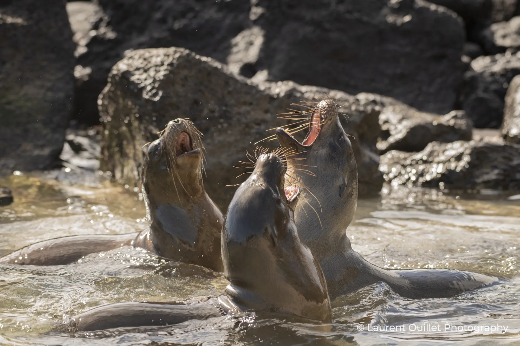 Galapagos Islands 4/26 - 5/3/2025