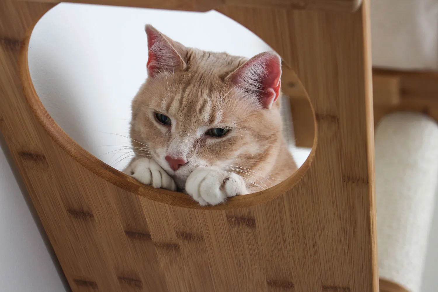 The Dakota Cat Condo (Cat Scratcher Lounger)